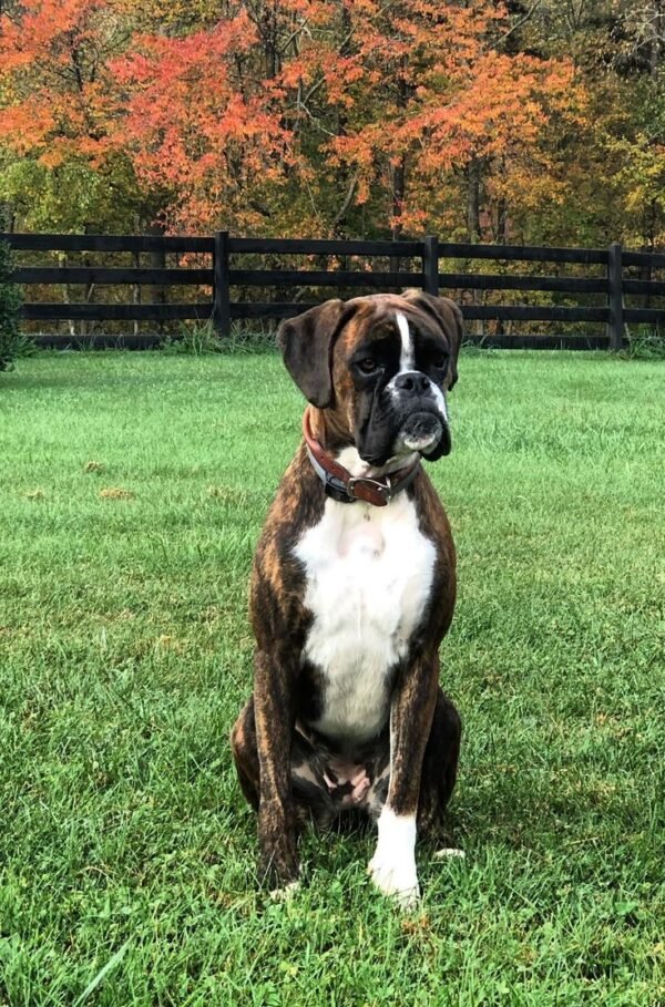 Boxer
