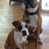 Boxer