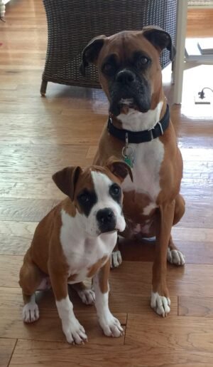 Boxer