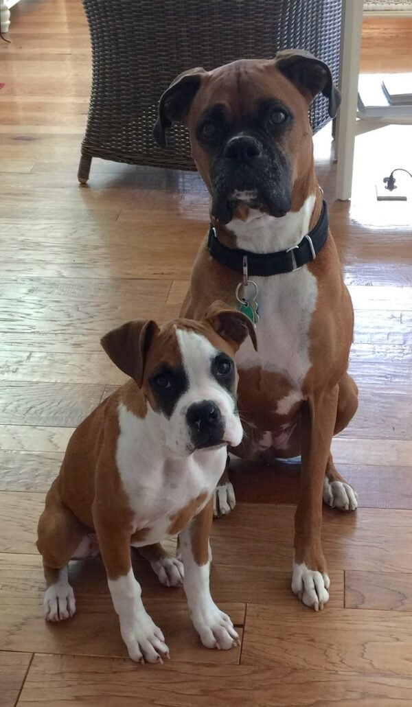 Boxer