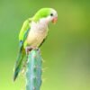 Quaker Parrot