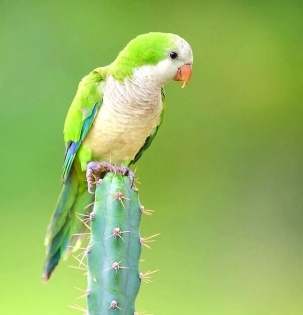 Quaker Parrot