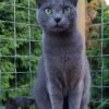 Russian Blue