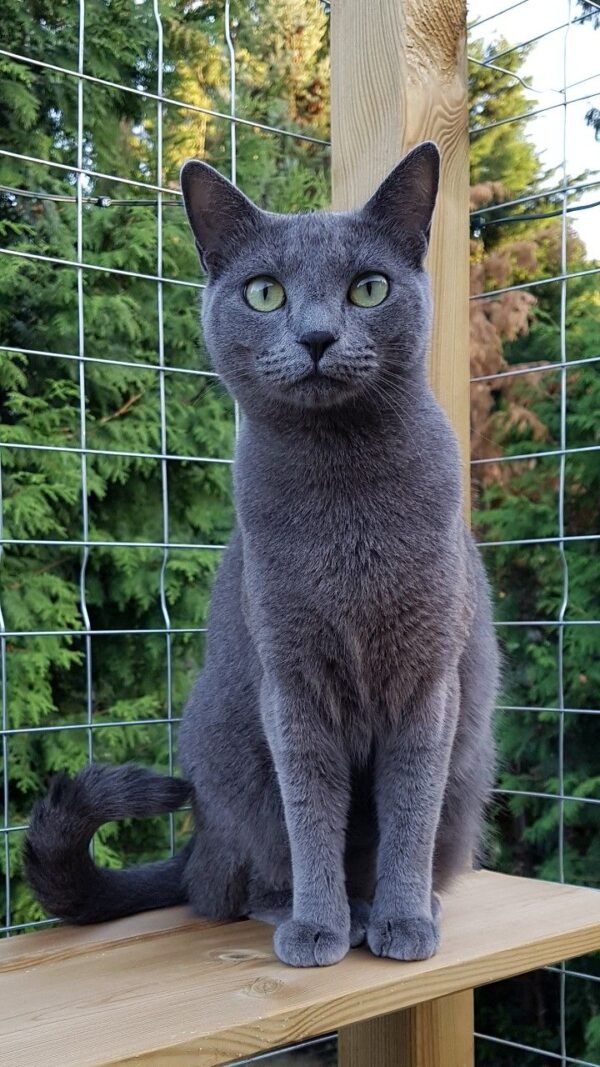 Russian Blue