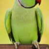 Indian Ringneck Parakeet