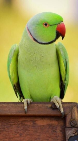 Indian Ringneck Parakeet