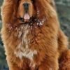 Tibetan Mastiff