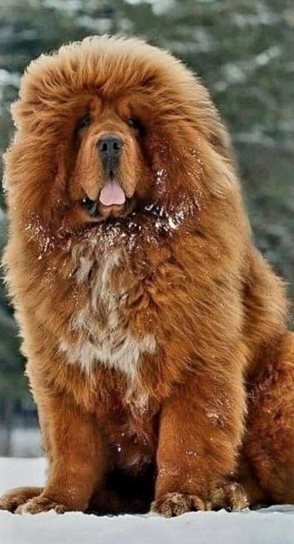 Tibetan Mastiff