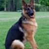 German Shepard