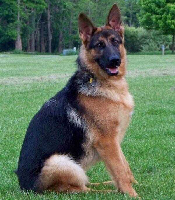 German Shepard
