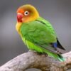 Lovebird