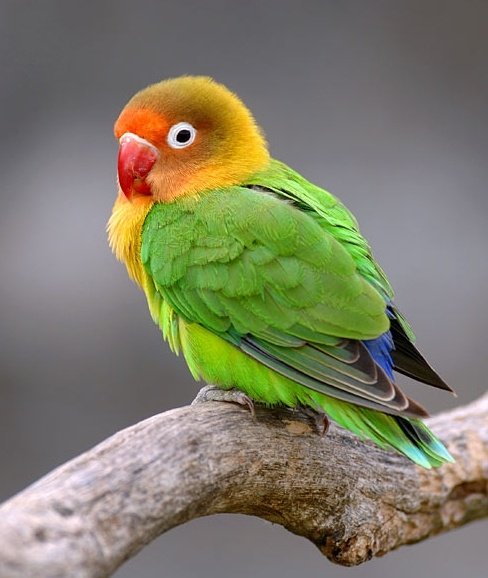 Lovebird
