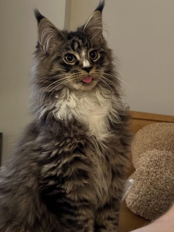 Maine Coon Cat