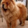 Tibetan Mastiff