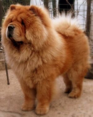 Tibetan Mastiff