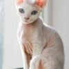 Devon Rex Cat