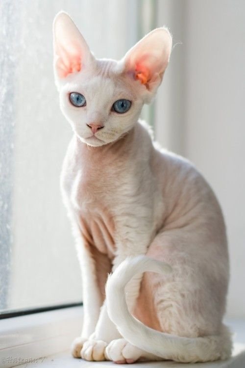 Devon Rex Cat