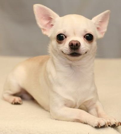Chihuahua