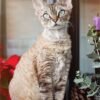 Devon Rex Cat