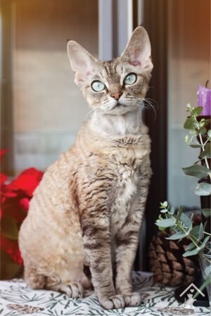 Devon Rex Cat