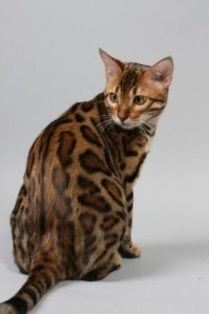 Bengal Cat