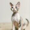 Devon Rex Cat