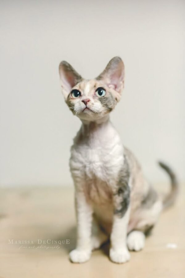 Devon Rex Cat