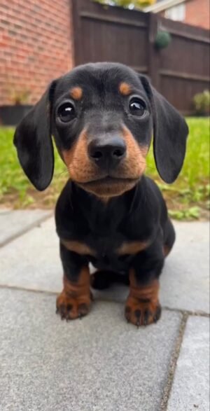 Dachshund