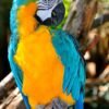 Macaw