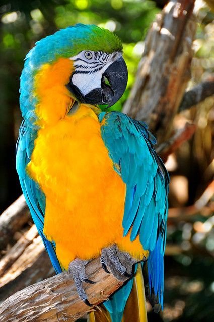 Macaw