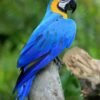 Macaw