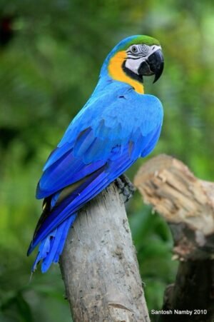 Macaw