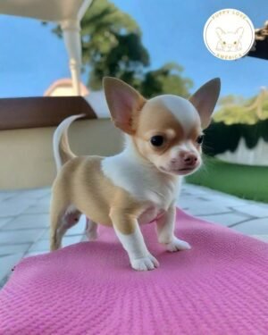 Chihuahua