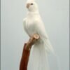 Cockatiel