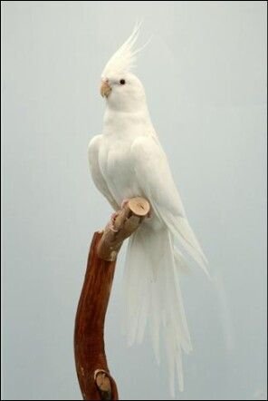 Cockatiel