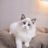 Ragdoll