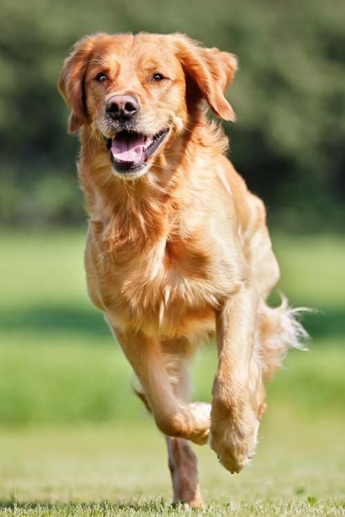Golden Retriever