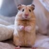 Syrian Hamster