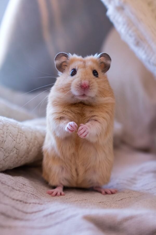 Syrian Hamster