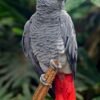 African Grey Parrot