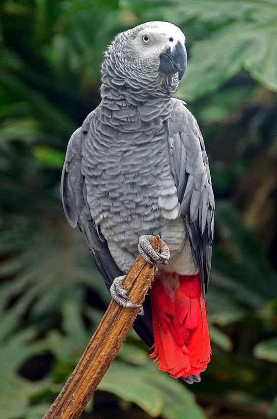 African Grey Parrot