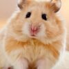 Syrian Hamster