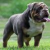 English Bulldog