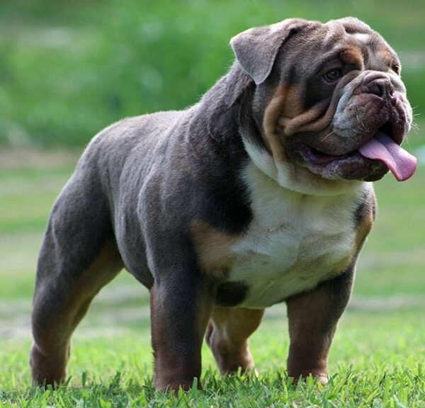 English Bulldog