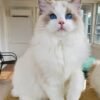 Ragdoll