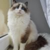 Ragdoll