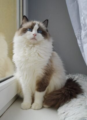 Ragdoll
