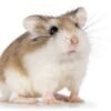 Roborovski Hamster