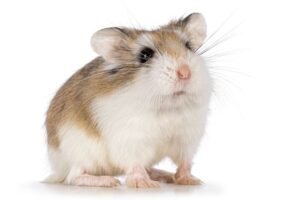 Roborovski Hamster