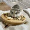 Roborovski Hamster